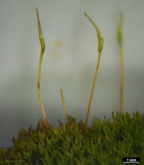 Attēlu rezultāti vaicājumam “Orthotrichum pumilum sporophyte”