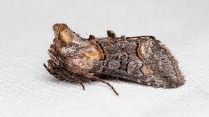 Attēlu rezultāti vaicājumam “Abrostola triplasia”