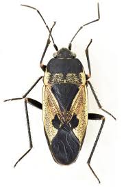 Image result for Rhyparochromus