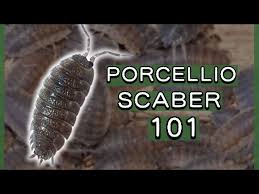 Attēlu rezultāti vaicājumam “Porcellio scaber”