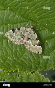 Attēlu rezultāti vaicājumam “Colostygia pectinataria”