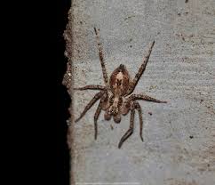 Attēlu rezultāti vaicājumam “Anyphaena accentuata”