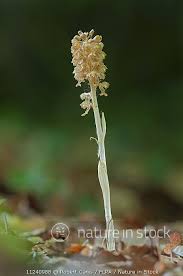 Attēlu rezultāti vaicājumam “Neottia nidus-avis flower”