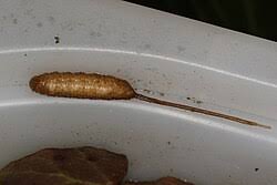 Attēlu rezultāti vaicājumam “Eristalis sp.”