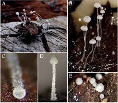 Attēlu rezultāti vaicājumam “Badhamiopsis praetermissa macro”