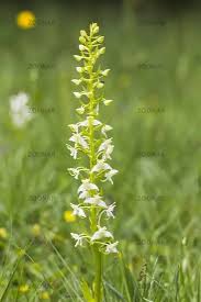 Attēlu rezultāti vaicājumam “Clossiana selene”