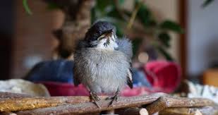 Attēlu rezultāti vaicājumam “Corvus cornix juvenile”