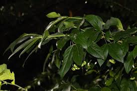 Attēlu rezultāti vaicājumam “Euonymus verrucosus leaf”