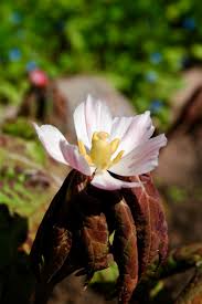 Attēlu rezultāti vaicājumam “Podophyllum hexandrum flower”