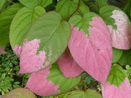 Attēlu rezultāti vaicājumam “Actinidia kolomikta”