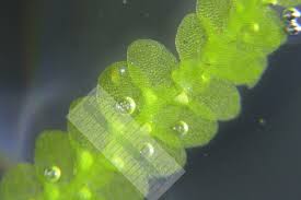 Attēlu rezultāti vaicājumam “Calypogeia azurea macro”