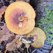 Attēlu rezultāti vaicājumam “Tricholomopsis rutilans”