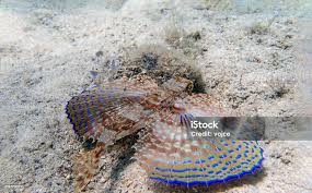 Image result for Dactylopterus volitans