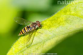 Attēlu rezultāti vaicājumam “Episyrphus balteatus”