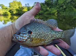 Image result for Lepomis gibbosus