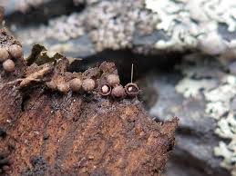 Attēlu rezultāti vaicājumam “Diderma radiatum”