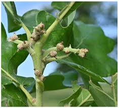 Attēlu rezultāti vaicājumam “Galium schultesii fruit”