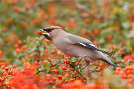 Attēlu rezultāti vaicājumam “Bombycilla garrulus”