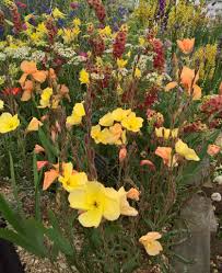 Image result for Oenothera odorata