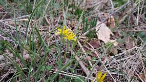 Attēlu rezultāti vaicājumam “Gagea pratensis”