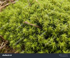 Attēlu rezultāti vaicājumam “Dicranales”