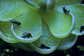 Attēlu rezultāti vaicājumam “Pinguicula vulgaris fruit”