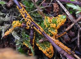 Attēlu rezultāti vaicājumam “Lycogala ustulatum macro”