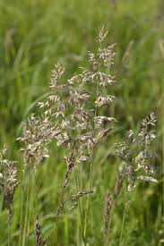 Attēlu rezultāti vaicājumam “Holcus lanatus  flower”