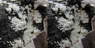 Attēlu rezultāti vaicājumam “Henningsomyces candidus”