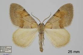 Attēlu rezultāti vaicājumam “Pennithera firmata”