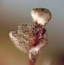 Attēlu rezultāti vaicājumam “Didymium proximum macro”