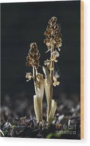 Attēlu rezultāti vaicājumam “Neottia nidus-avis flower”