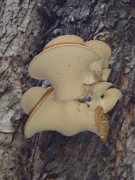 Attēlu rezultāti vaicājumam “Polyporus squamosus”