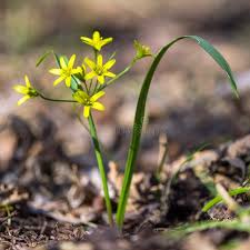 Attēlu rezultāti vaicājumam “Gagea lutea flower”