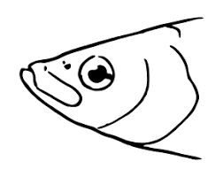 Image result for Coregonus albula