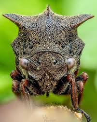 Attēlu rezultāti vaicājumam “Centrotus cornutus”