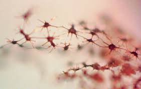 Attēlu rezultāti vaicājumam “Cribraria intricata”