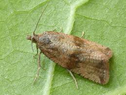 Attēlu rezultāti vaicājumam “Celypha striana”