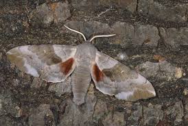 Attēlu rezultāti vaicājumam “Laothoe populi”