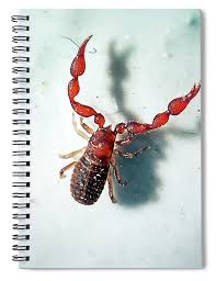 Attēlu rezultāti vaicājumam “Chelifer cancroides”