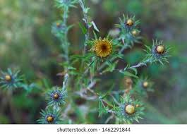 Attēlu rezultāti vaicājumam “Carlina biebersteinii”