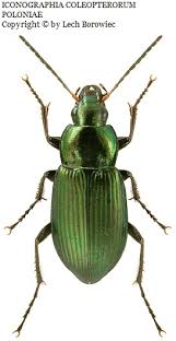 Attēlu rezultāti vaicājumam “Poecilus lepidus”