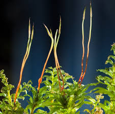 Attēlu rezultāti vaicājumam “Plagiomnium elatum”