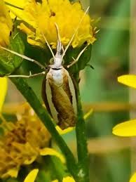 Attēlu rezultāti vaicājumam “Catoptria margaritella”