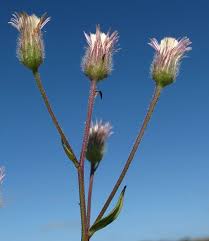 Attēlu rezultāti vaicājumam “Erigeron acris flower”