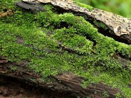 Attēlu rezultāti vaicājumam “Riccardia latifrons”