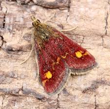 Attēlu rezultāti vaicājumam “Pyrausta aurata”