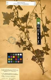 Attēlu rezultāti vaicājumam “Mycelis muralis”