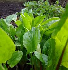 Attēlu rezultāti vaicājumam “Rumex acetosa leaf”