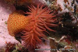 ผลการค้นหารูปภาพสำหรับ strawberry anemone